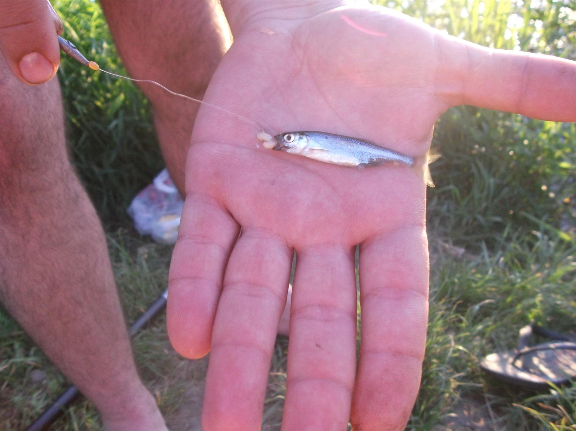 Paradisul verde de pe Vacaresti